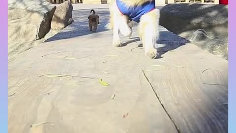 Smart Dog 30