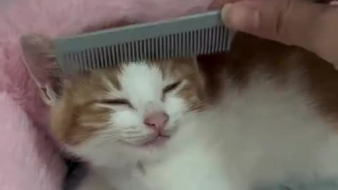 Kitten hair styling