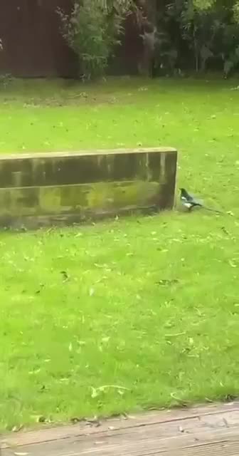 Never mess with a magpie 😂😂😂😂