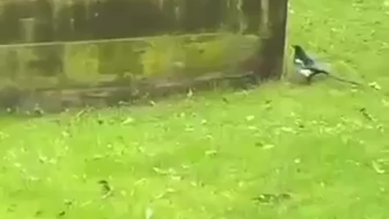 Never mess with a magpie 😂😂😂😂