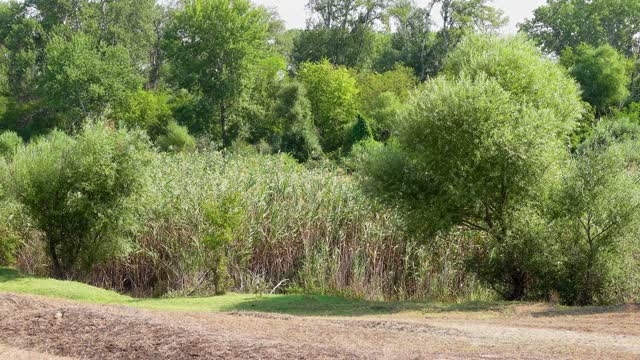 Nature Sounds, Birdsong, Forest Sounds, For Relaxation, Sleep, Meditation, Relax