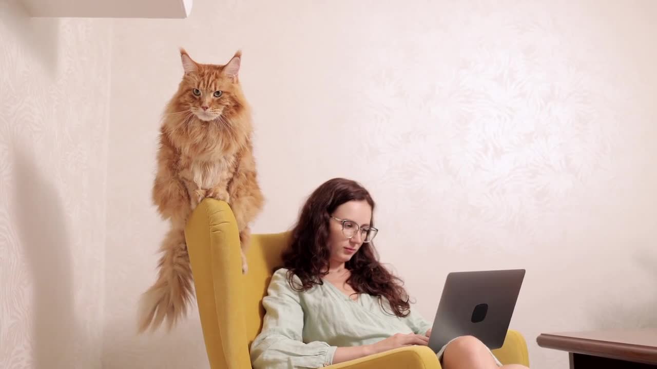 Very Cute Cat Video.