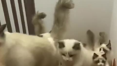 So Cute Flock of Cats #shorts #viral #shortsvideo #video