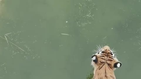 Cute little tiger