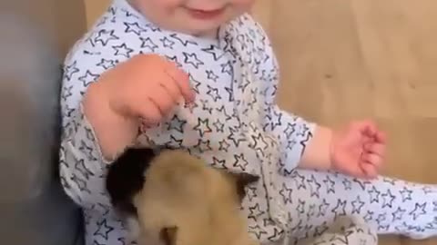 Baby and pugs