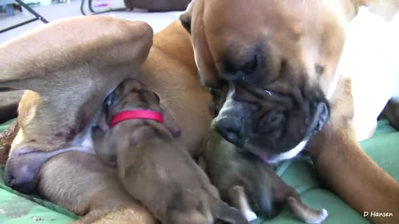 Amazing Dog Birth 🐶 | Nature like you've never seen | Nature World