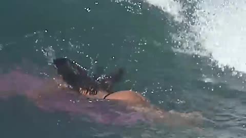 No Fin spin short
