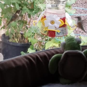 Hummingbirds a year ago...