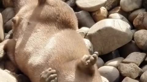 The otter plays with rocks
