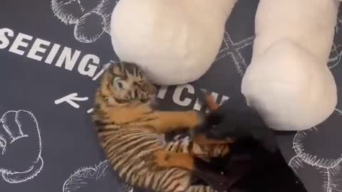 Little tiger fight with puppy