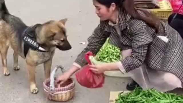 going to market | world best lovely dogs HD videos | we love dogs - 24