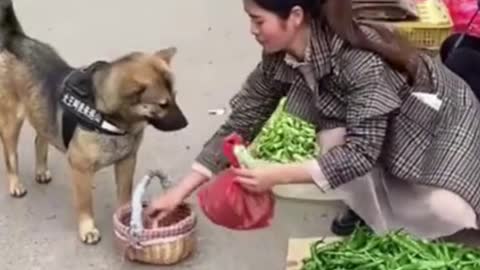 going to market | world best lovely dogs HD videos | we love dogs - 24