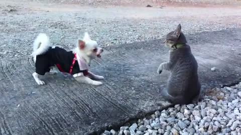 The Cutest dog!! (White Chihuahua playing with cat)