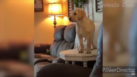 dog Olympics