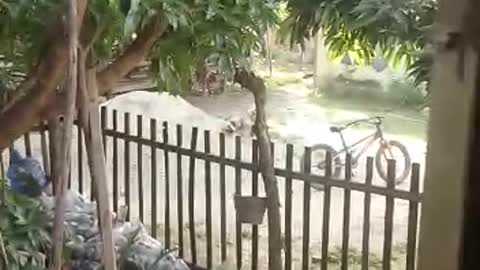 Halaman Indah