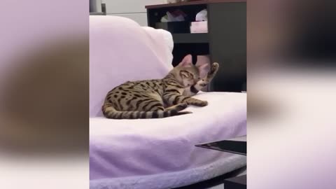 animais engraçados parte 2 - funny animals part 2