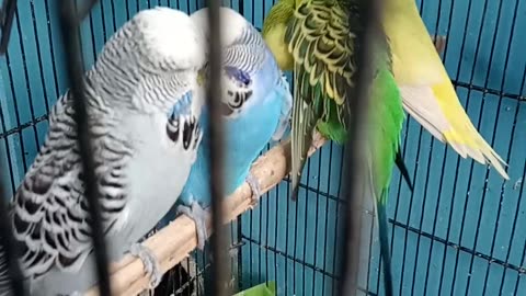 Exi Parrots