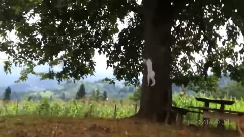 Funny cats and dogs compilation
