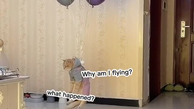 Mycattakesoff.