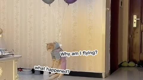 Mycattakesoff.