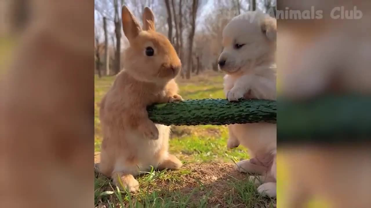 Funniest Animal Videos😂 - Best Cats😹 and Dogs🐶 Videos