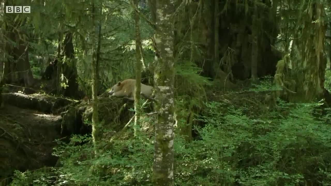 https://www.youtube.com/watch?v=6HgwdL_jcE8