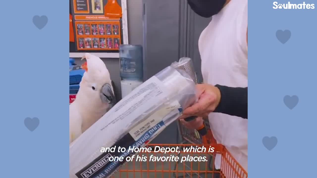 Parrot Loves Going To Home Depot With His Dad - The Dodo Soulmates_p4