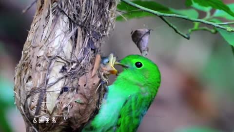 Protection of birds