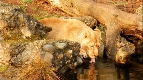 Beautiful Nature with Relaxing Music l 4K Nature l 4k Ultra HD