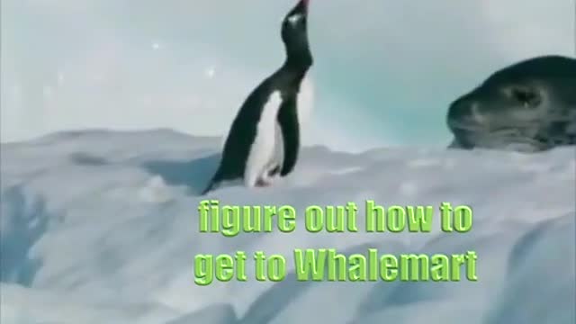 Penguin vs Giant Seal
