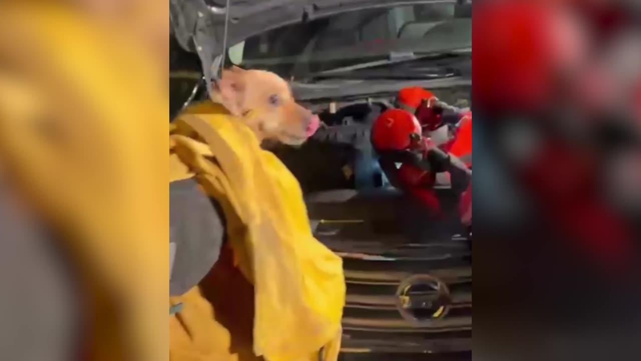 Firefighters Save Terrified Pup Trapped Inside A Couple's Car Engine