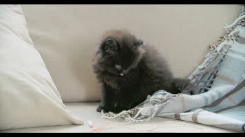 Black Cat With Owesome Eyes.