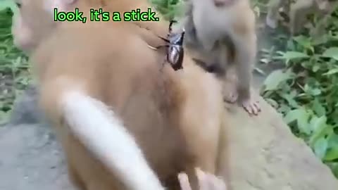 Monkey funny video