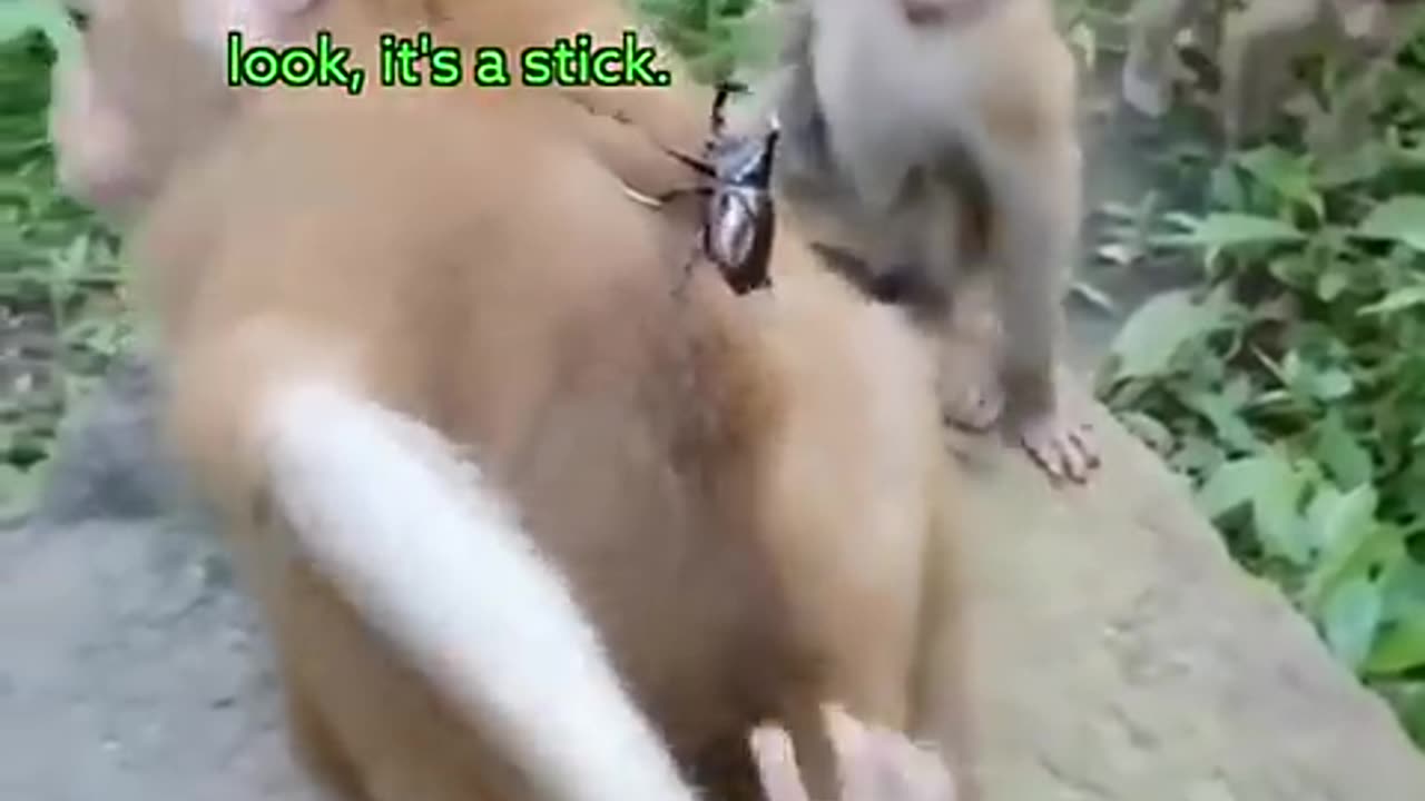 Monkey funny video