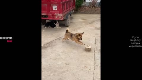 Funniest Cats and Dogs Videos 2024 😹🐶 Best Funny Animal Videos 😂 Funny Pets Zone