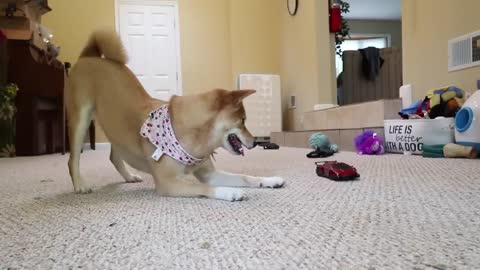 DOG ATTACKS R.C CAR