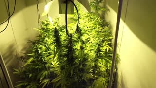 AardVarks Marijuana Grow Show - Week 5 Flower + Giveaway Details