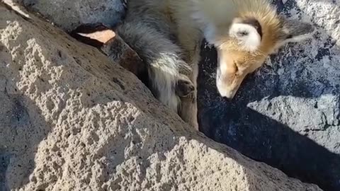 Encounter fox 😮
