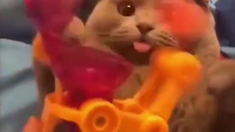 33- Lindos, fofos e felizes como devem ser #funny
