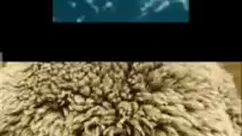 Tonga Tsunami Was Man Made - Watch!