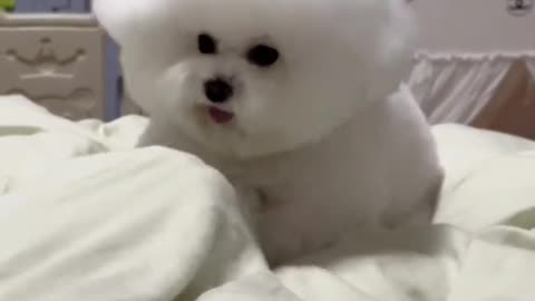 Cute and funny cat video.
