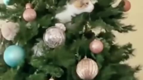 Funny animal videos