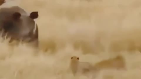 Animal Attacks in Africa