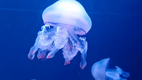 jellyfish