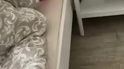 Funniest animals of 2023😂funny gats and dogs viral video