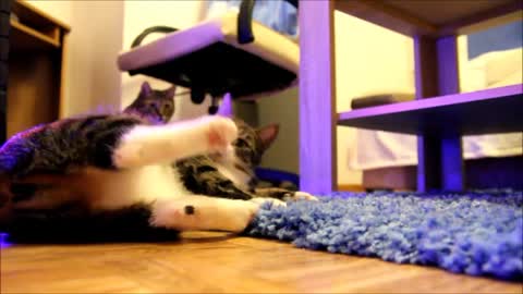 Nikita the Cat's Funny Meows 1