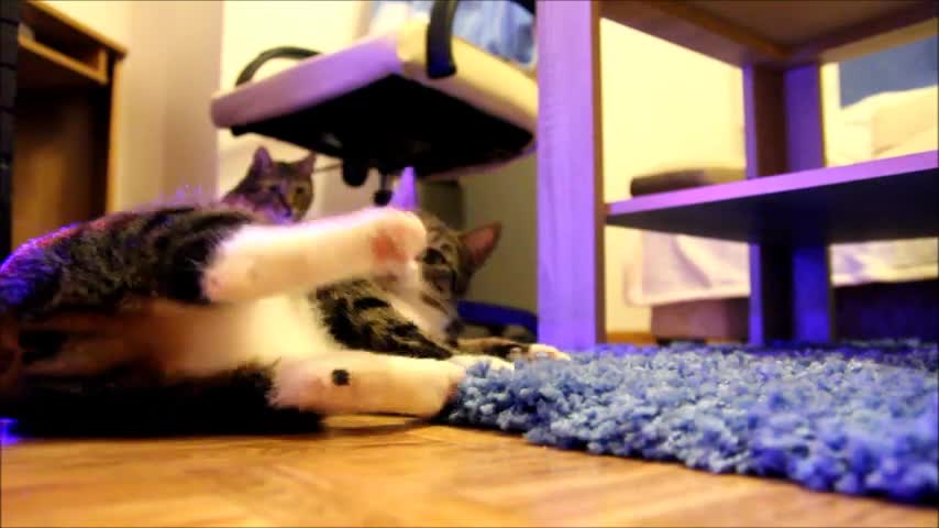 Nikita the Cat's Funny Meows 1