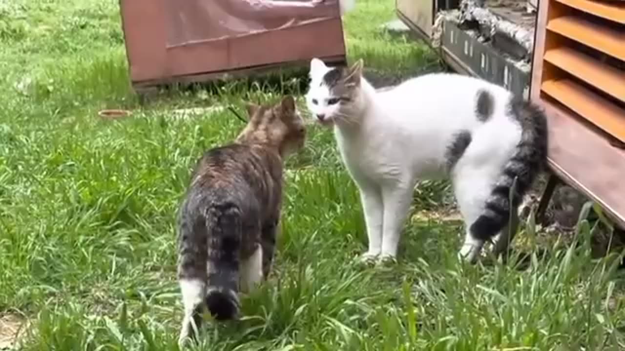 Cute baby animals Videos Compilation cute moment of the animals - Cutest Animals On Earth #2