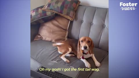 Shaking Beagle Rescued From Lab Becomes So Playful | The Dodo Foster Diaries