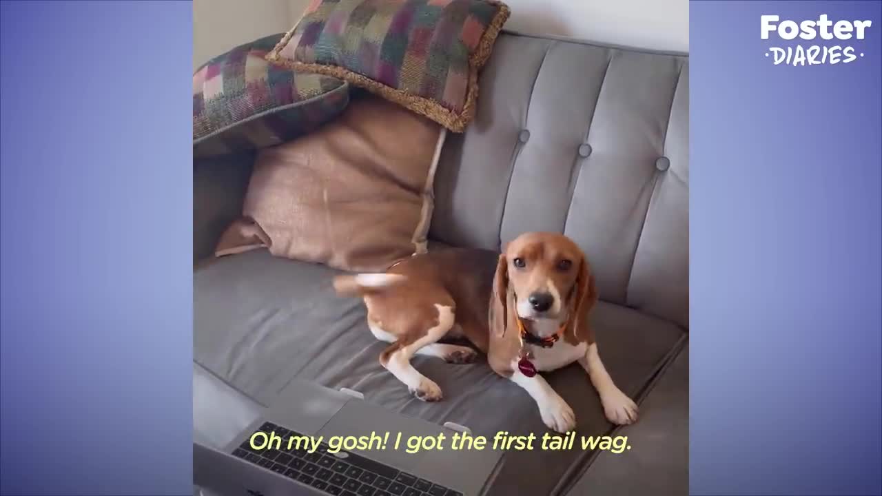Shaking Beagle Rescued From Lab Becomes So Playful | The Dodo Foster Diaries